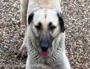 Viterbo - Un cane smarrito in strada Pozzo Ranieri