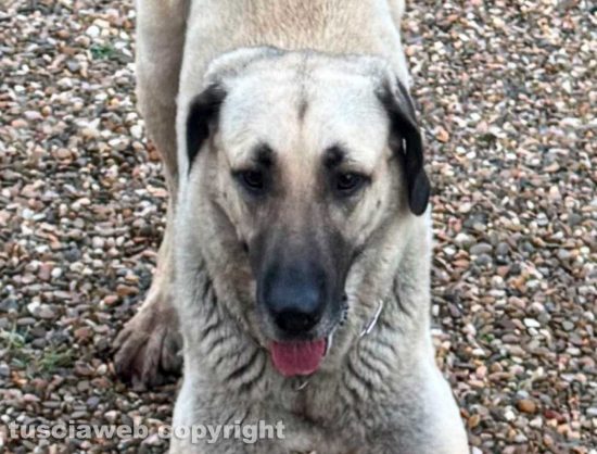 Viterbo - Un cane smarrito in strada Pozzo Ranieri