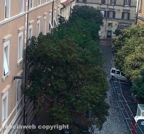 Viterbo - Via Tommaso Carletti - Alberi alti fino al quarto piano