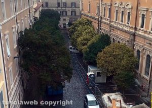 Viterbo - Via Tommaso Carletti - Alberi alti fino al quarto piano