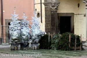 Viterbo - In piazza del Comune sono arrivati i cinquantotto alberi che comporranno il bosco incantato