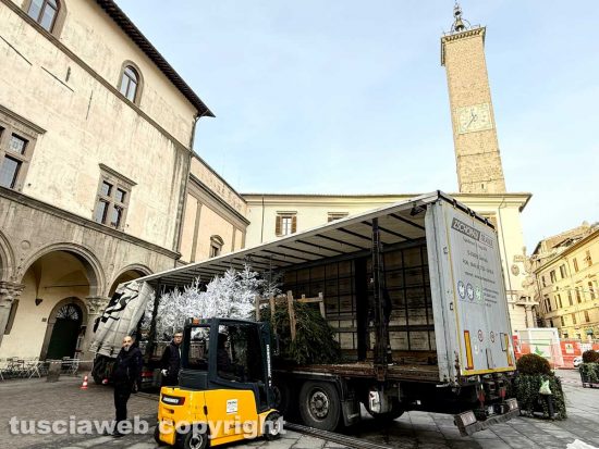 Viterbo - In piazza del Comune sono arrivati i cinquantotto alberi che comporranno il bosco incantato