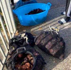 Santa Marinella - Sequestrati oltre duemila ricci di mare