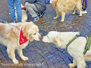 Viterbo - Golden retriever al Sacrario