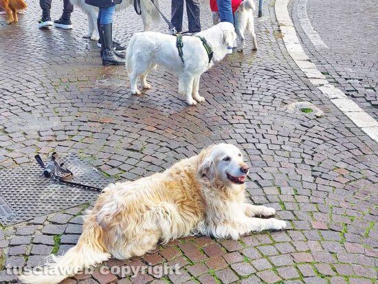 Viterbo - Golden retriever al Sacrario