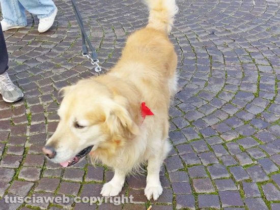 Viterbo - Golden retriever al Sacrario