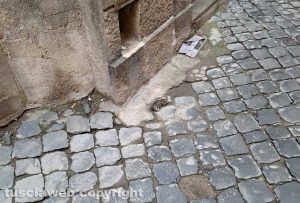Viterbo - Un topo morto in via della Marrocca