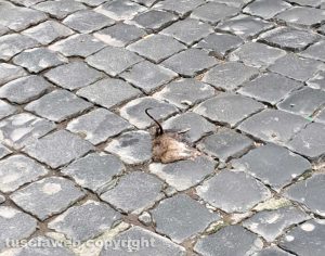 Viterbo - Un topo morto in via della Marrocca