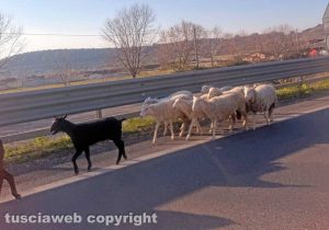 Un gregge di pecore sulla Cassia bis