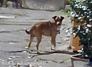 Viterbo - Cane affamato vicino piazza Dante