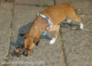 Viterbo - Cane affamato vicino piazza Dante