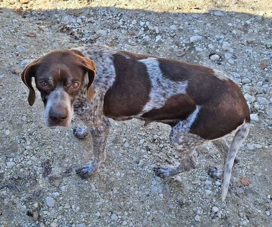 Rieti - Il cane risultato rubato