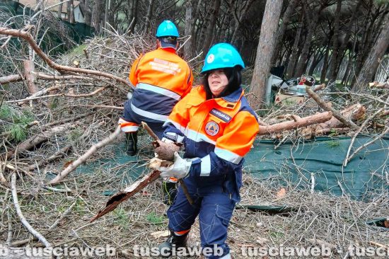 Tarquinia - Un grosso pino mediterraneo è caduto sulla carreggiata - Volontari Aeopc e vigili del fuoco al lavoro a Riva dei Tarquini