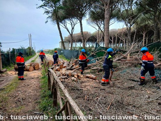 Tarquinia - Un grosso pino mediterraneo è caduto sulla carreggiata - Volontari Aeopc e vigili del fuoco al lavoro a Riva dei Tarquini