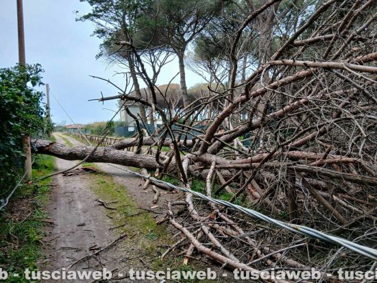 Tarquinia - Un grosso pino mediterraneo è caduto sulla carreggiata - Volontari Aeopc e vigili del fuoco al lavoro a Riva dei Tarquini