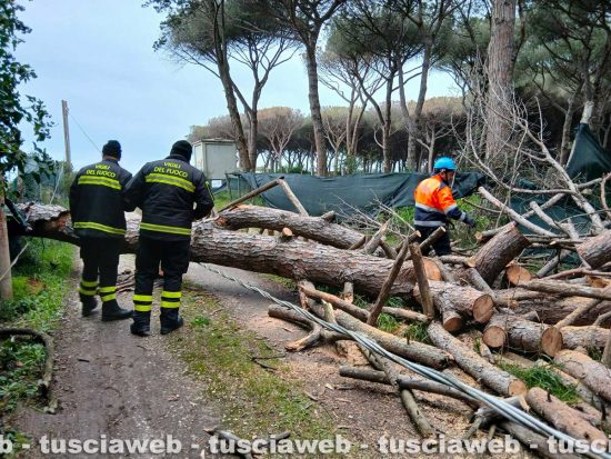 Tarquinia - Un grosso pino mediterraneo è caduto sulla carreggiata - Volontari Aeopc e vigili del fuoco al lavoro a Riva dei Tarquini