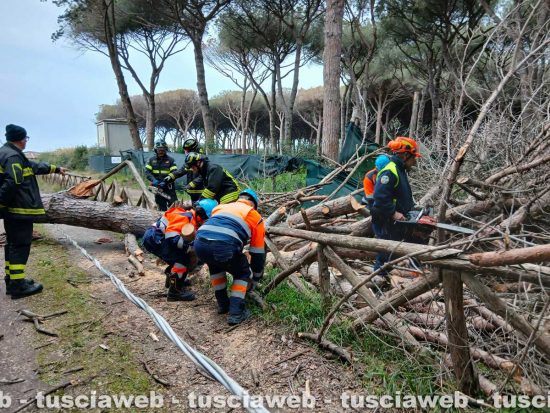 Tarquinia - Un grosso pino mediterraneo è caduto sulla carreggiata - Volontari Aeopc e vigili del fuoco al lavoro a Riva dei Tarquini