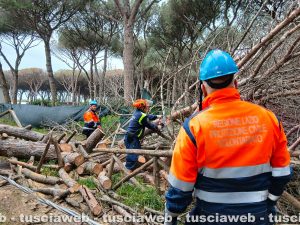 Tarquinia - Un grosso pino mediterraneo è caduto sulla carreggiata - Volontari Aeopc e vigili del fuoco al lavoro a Riva dei Tarquini