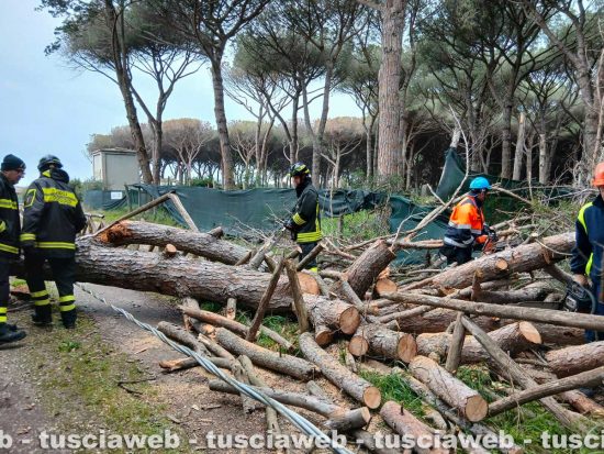 Tarquinia - Un grosso pino mediterraneo è caduto sulla carreggiata - Volontari Aeopc e vigili del fuoco al lavoro a Riva dei Tarquini