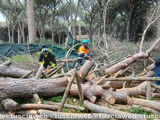Tarquinia - Un grosso pino mediterraneo è caduto sulla carreggiata - Volontari Aeopc e vigili del fuoco al lavoro a Riva dei Tarquini