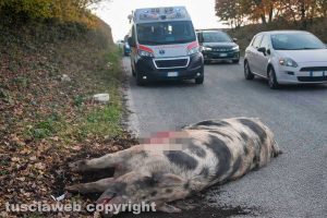 Auto fuori strada sulla Cassia sud dopo l’urto con un “super maiale”