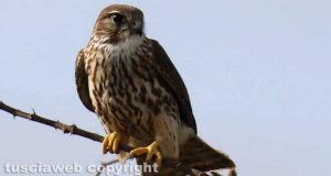 Capodimonte - Un falco colubarius, detto anche Smeriglio