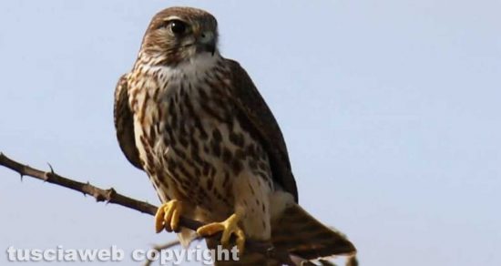 Capodimonte - Un falco colubarius, detto anche Smeriglio