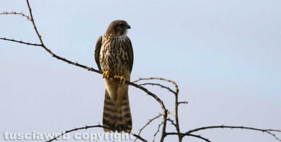 Capodimonte - Un falco colubarius, detto anche Smeriglio