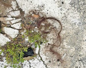Vignanello - Le ciocche di capelli a terra dopo la lite