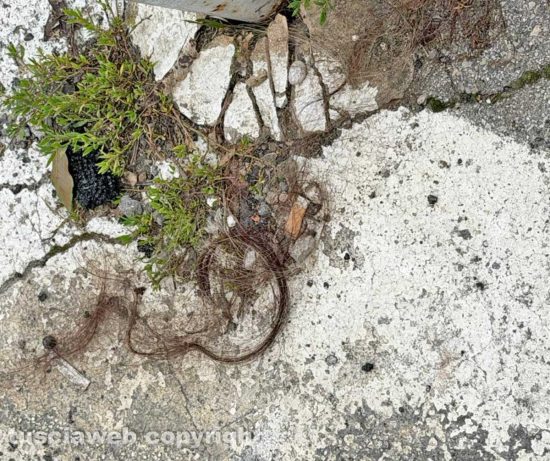 Vignanello - Le ciocche di capelli a terra dopo la lite