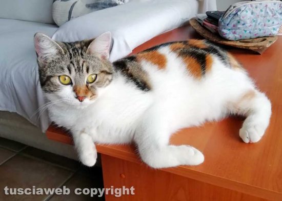 La gattina Mimì