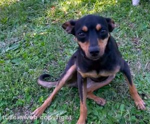 La cagnolina Laika smarrita