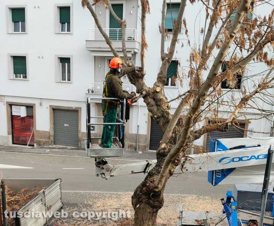 Viterbo - La potature degli alberi in via Montegrappa