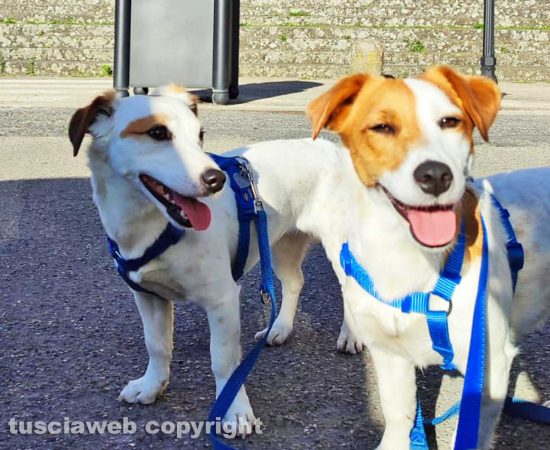 Due Jack Russel
