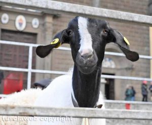 Viterbo - Basilica di Santa Maria della Quercia - La benedizione degli animali