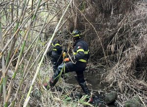 Cerveteri - Cavallo intrappolato in un dirupo salvato dai vigili del fuoco