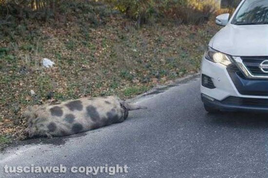 Auto fuori strada sulla Cassia sud dopo l’urto con un “super maiale”