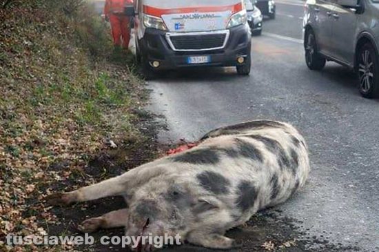 Auto fuori strada sulla Cassia sud dopo l’urto con un “super maiale”