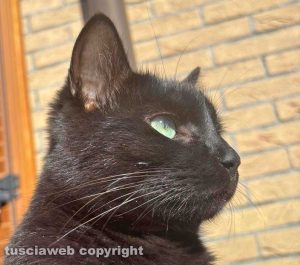 Soriano nel Cimino - La gattina Heidi