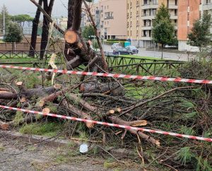Civita Castellana - L'albero di pino è crollato in via Enrico Minio