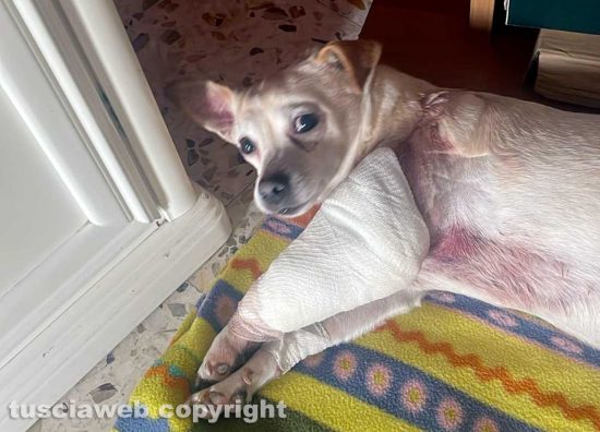 Viterbo - La cagnolina Perla azzannata da un pitbull