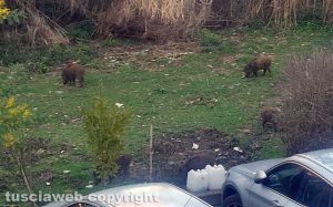 Viterbo - Cinghiali in via Belluno