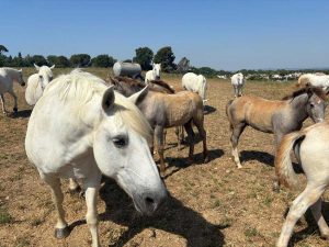 Maremma - Camargue