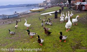 Marta - Oche sul lago di Bolsena