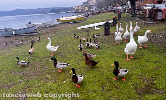 Marta - Oche sul lago di Bolsena