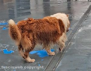Il cane nel parcheggio dello Spazio Conad