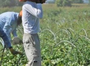 Braccianti nei campi - Immagine di repertorio