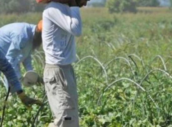Braccianti nei campi - Immagine di repertorio 