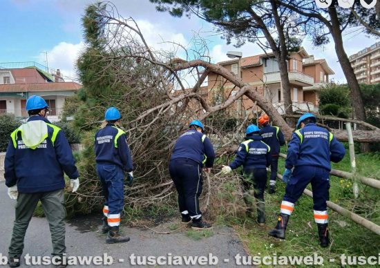 Tarquinia - Albero crollato in via Enea