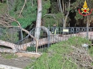Albero caduto a Santa Marinella